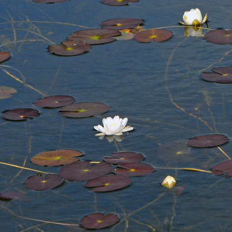 Nymphaea alba ssp occidentalis whole