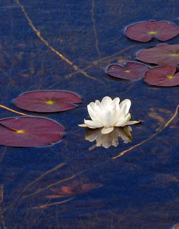 Nymphaea alba ssp occidentalis close
