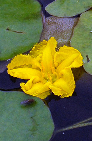 Nymphoides peltata close