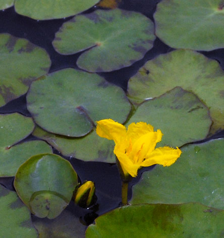 Nymphoides peltata