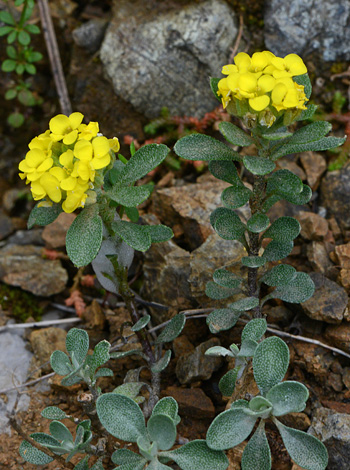 Odontarrhena discolor close