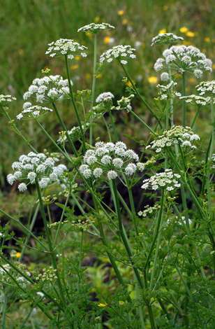 Onenathe crocata closer