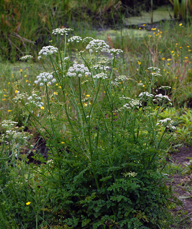 Onenathe crocata whole