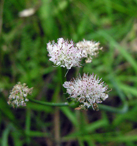 Oenanthe fistulosa