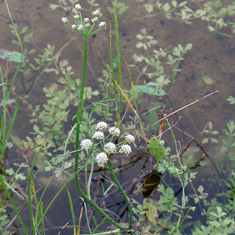 Oenanthe lachenalii whole