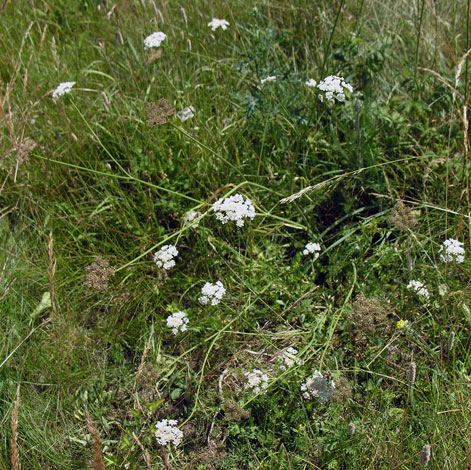 Oenanthe pimpimelloides