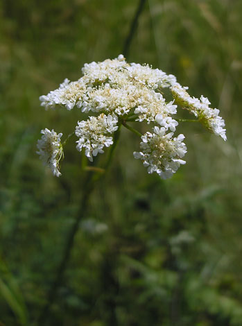 Oenanthe pimpimelloides flower