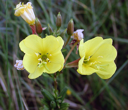 Oenothera biennis