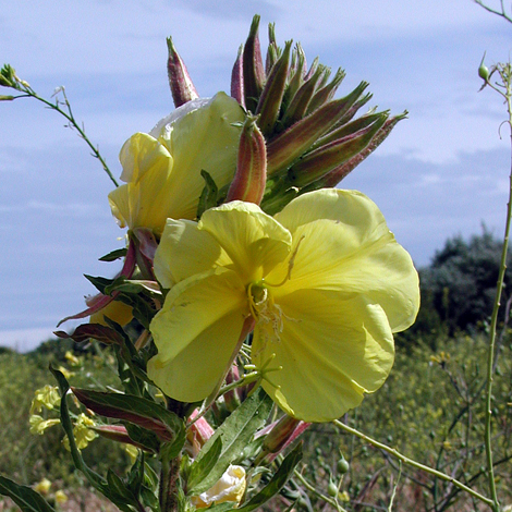 Oenothera glazioviana close