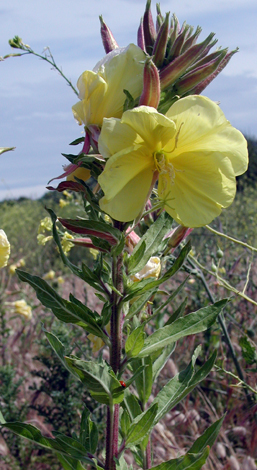 Oenothera glazioviana whole