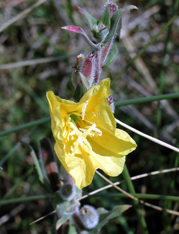 Oenothera stricta