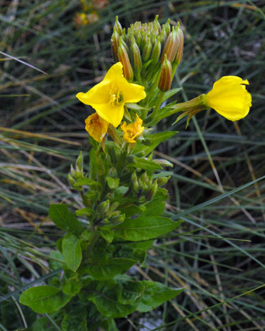 Oenothera x fallax