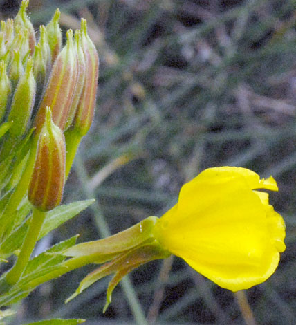 Oenothera x fallax