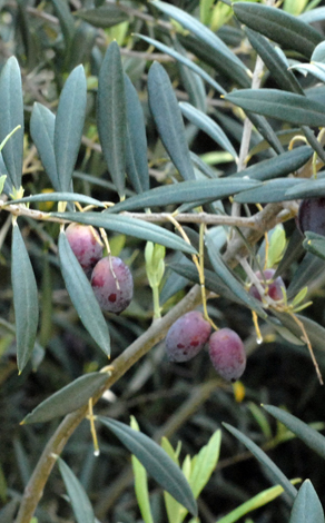 Olea europaea fruit