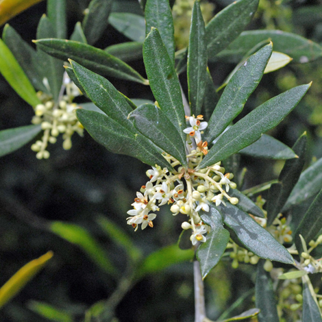 Olea europaea whole