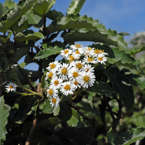 Olearia macrodonta whole
