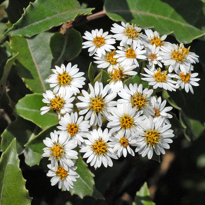 British Wild Plant Olearia Macrodonta New Zealand Holly