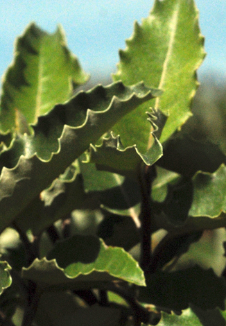 Olearia macrodonta leaves