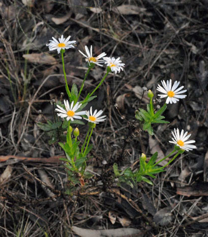olearia rudis
