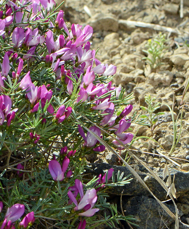 Onobrychis cornuta close