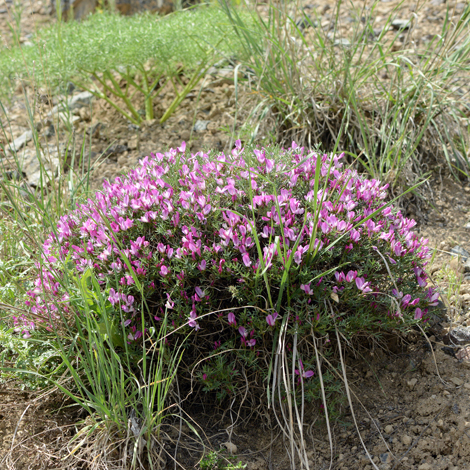 Onobrychis cornuta whole