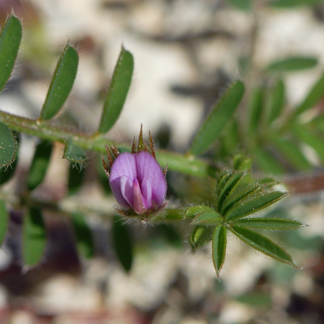 Onobrychis crista-galli close