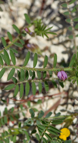 Onobrychis crista-galli whole