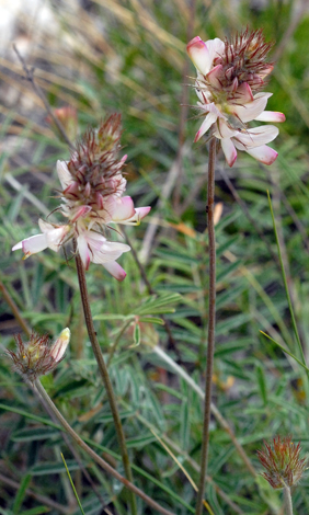 Onobrychis saxatilis close