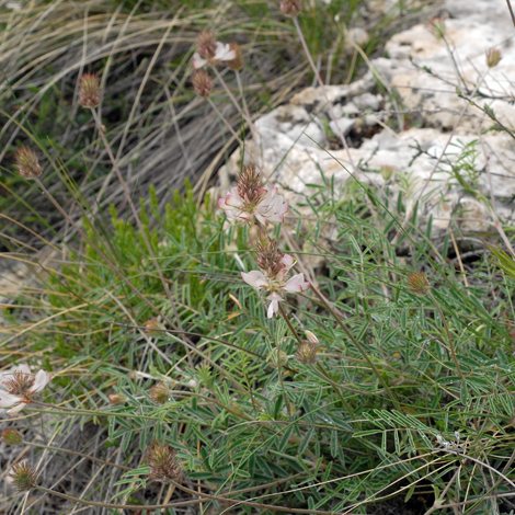 Onobrychis saxatilis whole
