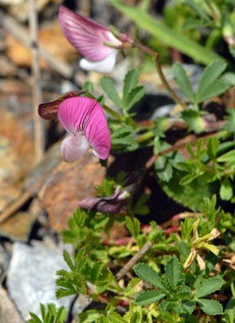 Ononis cristata close