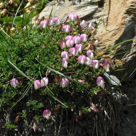 Ononis cristata whole