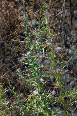 Ononis spinosa close  Rhodes