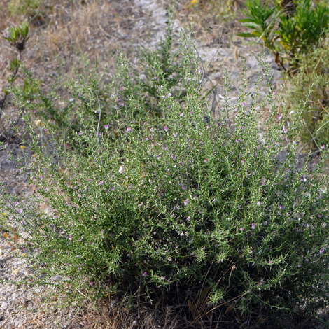 Ononis spinosa whole  Rhodes