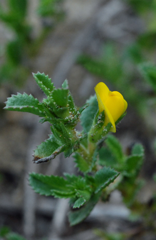 Ononis variegata close