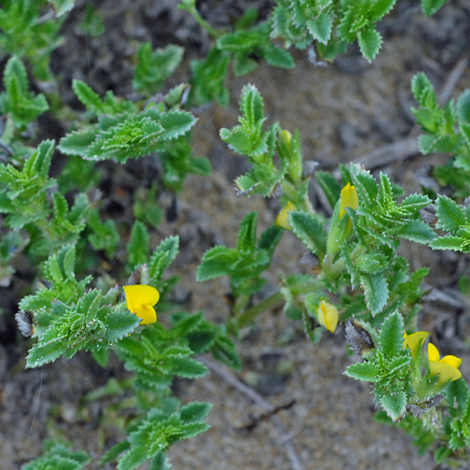 Ononis variegata whole