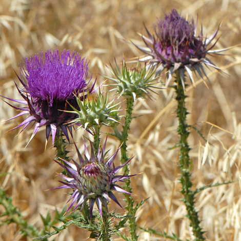 Onopordum illyricum close