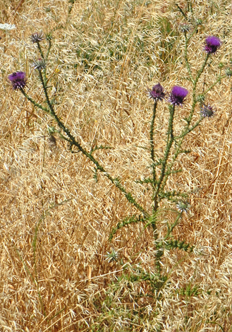 Onopordum illyricum whole