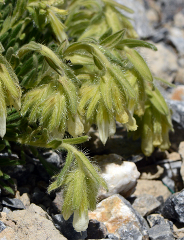 Onosma bracteosum close