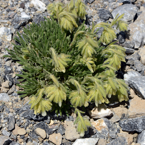 Onosma bracteosum whole