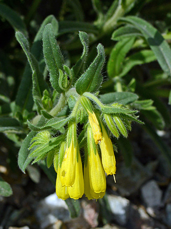 Onosma caucasica close