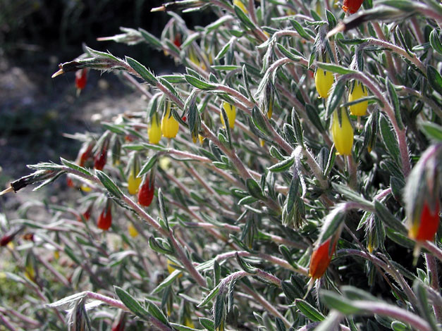 Onosma fruticosa (Cyprus)