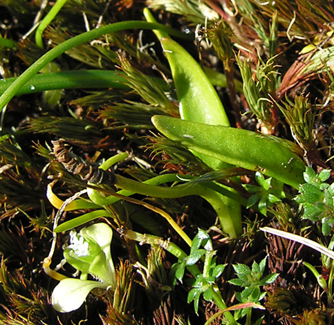 Ophioglossum lusitanicum