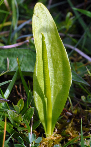 Ophioglossum vulgatum