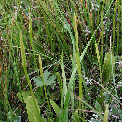 Ophioglossum vulgatum whole