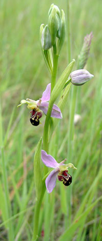 Ophrys apifera whole