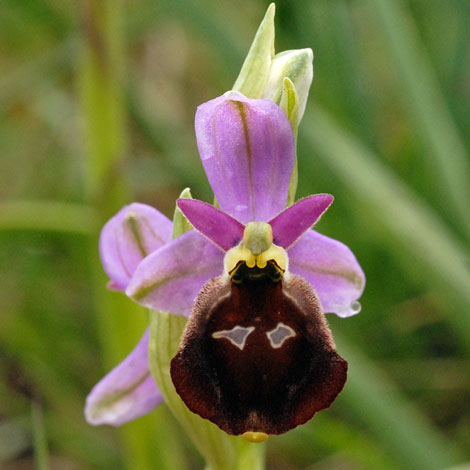 Ophrys argolica ssp biscutella close