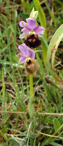 Ophrys argolica ssp biscutella whole