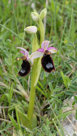 Ophrys bertolonii whole