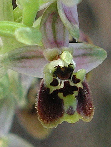 Ophrys bornmuellerii (ssp grandiflora) close