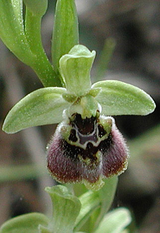 Ophrys bornmuellerii (ssp grandiflora) close